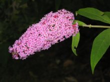 lavender-coloured butterfly bush